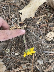 Pippenalia delphiniifolia