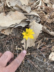 Pippenalia delphiniifolia