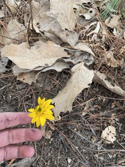 Pippenalia delphiniifolia