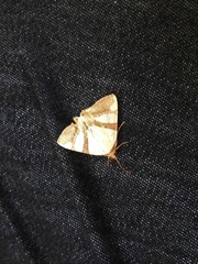 Eulepidotis julianata