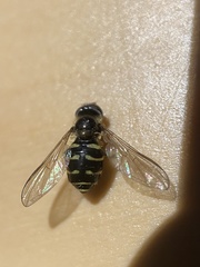 Dasysyrphus venustus