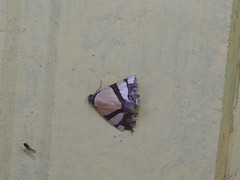 Eulepidotis julianata