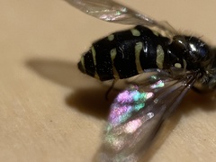 Dasysyrphus venustus