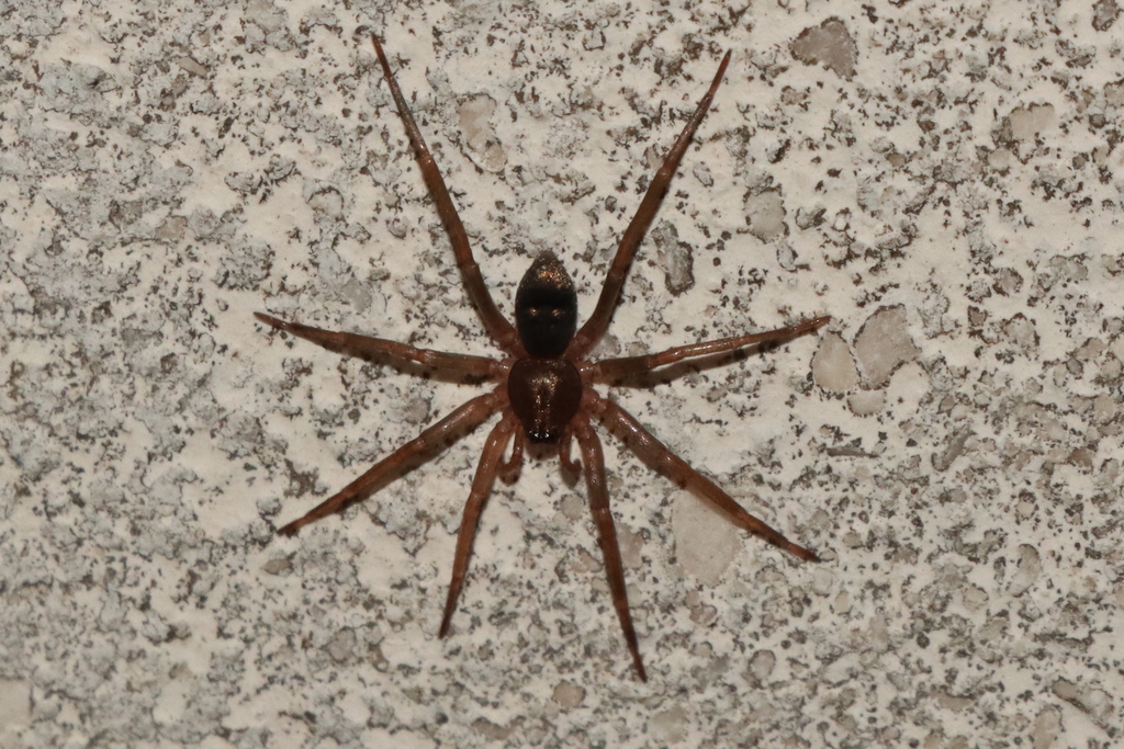 Drapeta rutilans