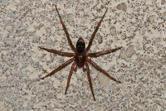 Sagana rutilans