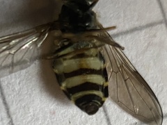 Dasysyrphus venustus