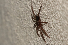 Sagana rutilans