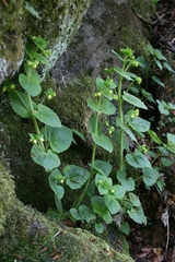 Scrophularia vernalis