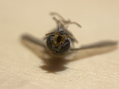 Dasysyrphus venustus