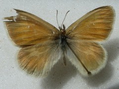 Coenonympha california mackenziei