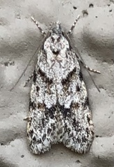 Symmoca signatella