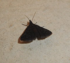 Heliothela wulfeniana