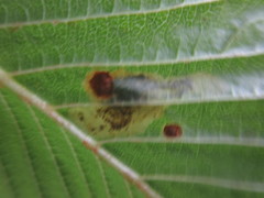 Cameraria ohridella