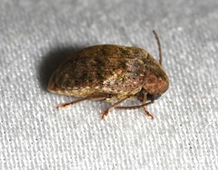 Amblycerus robiniae