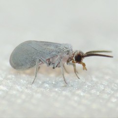 Coniopteryx