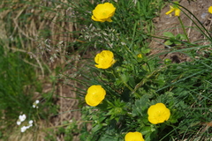 Ranunculus gouanii