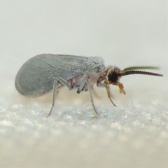 Coniopteryx