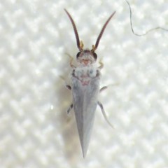 Coniopteryx