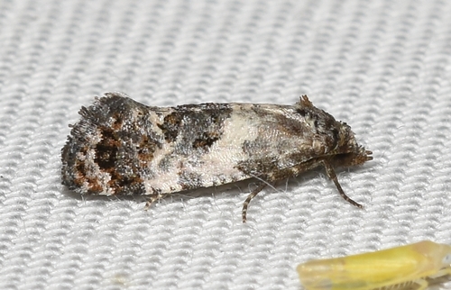 Black-tipped Rudenia Moth photo 5