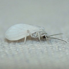 Semidalis