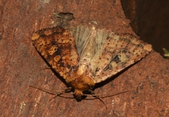 Perigea xanthioides