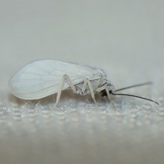 Semidalis