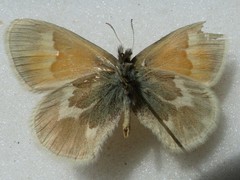 Coenonympha california mackenziei