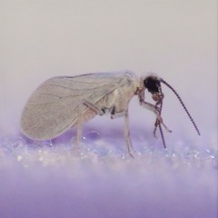 Coniopteryx