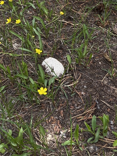 iNaturalist observation photo of Small-warted Mountain Puffball