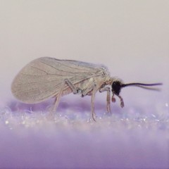 Coniopteryx