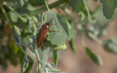 Cebrio