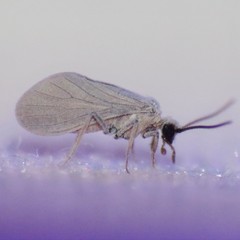 Coniopteryx