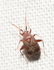 Texocoris nigrellus
