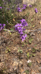 Dichelostemma multiflorum