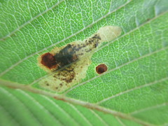 Cameraria ohridella