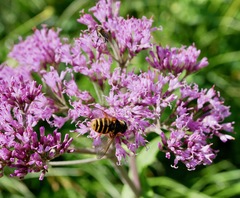 Sericomyia