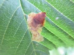 Cameraria ohridella