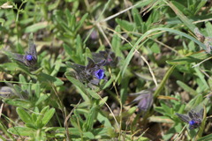 Glandora diffusa