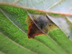 Cameraria ohridella
