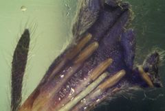 Glandora diffusa