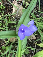 Tradescantia bracteata