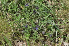 Glandora diffusa