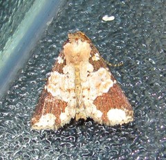 Condica cupentia