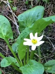 Caltha leptosepala
