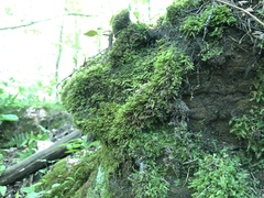 Plagiothecium cavifolium