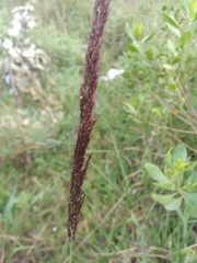 Melinis minutiflora