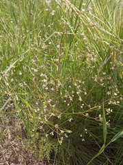 Trinia leiogona