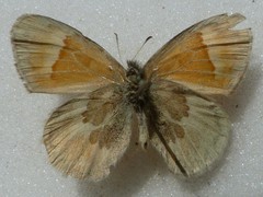 Coenonympha california mackenziei