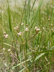 Trinia leiogona