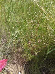 Trinia leiogona